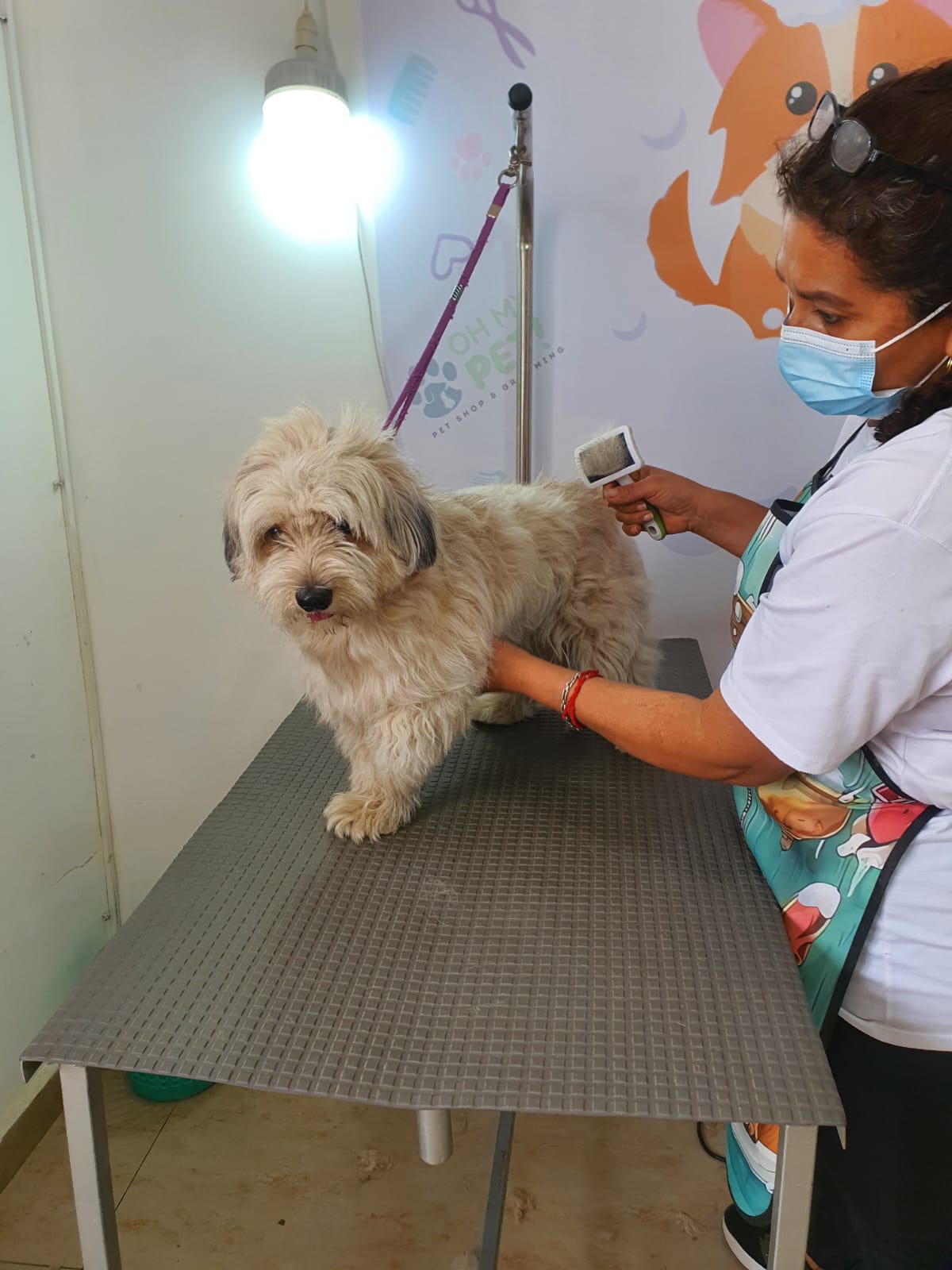 Antes del aseo de un perro